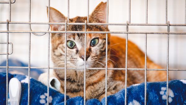 人と動物が共生する地域社会へ